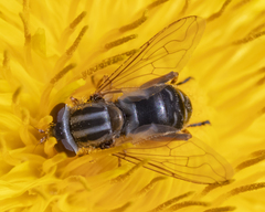 Anasimyia bilinearis