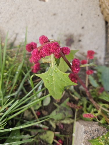 Blitum virgatum observed 2026-10-14