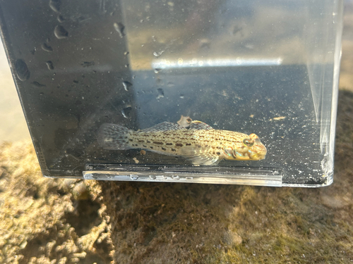 Istigobius ornatus observed 2026-10-15