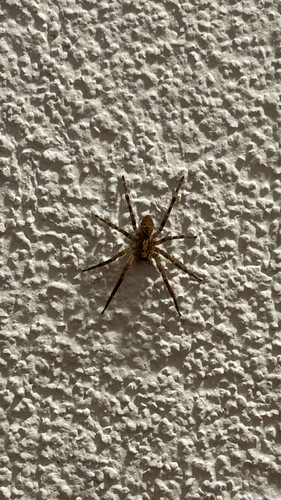 Mediterranean Spiny False Wolf Spider