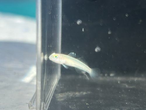 Valenciennea sexguttata observed 2026-10-14