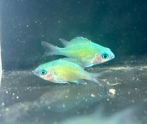 Chromis viridis observed 2026-10-14