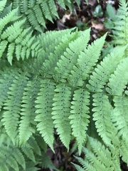 Athyrium filix-femina angustum