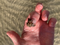 Neohymenicus pubescens