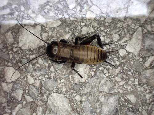 European Field Cricket