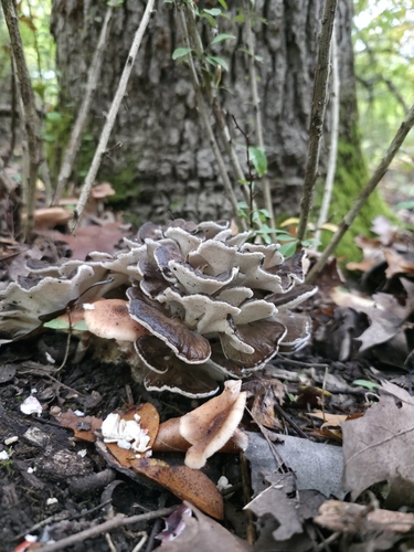 hen of the woods