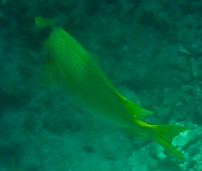 Siganus puellus observed 2026-10-10