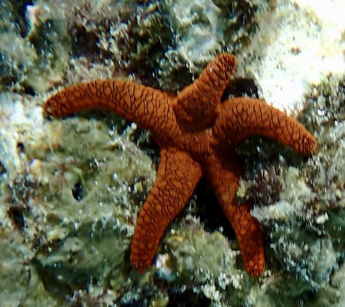 Fromia indica observed 2026-10-10