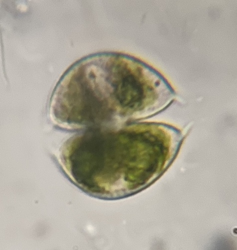 Staurodesmus dickiei, 2026-09-23
