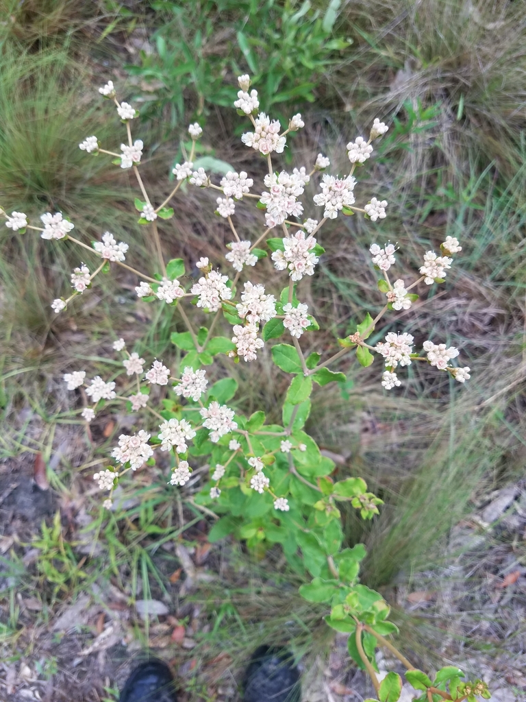 Eriogonum