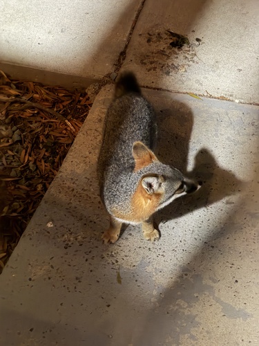 San Clemente Island Fox observed by ezeemonee