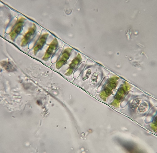 Desmidium baileyi observed 2026-09-23