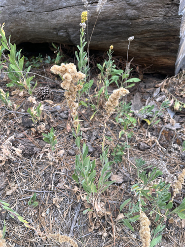 iNaturalist observation photo of velvety goldenrod
