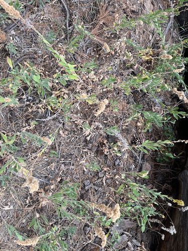 iNaturalist observation photo of velvety goldenrod