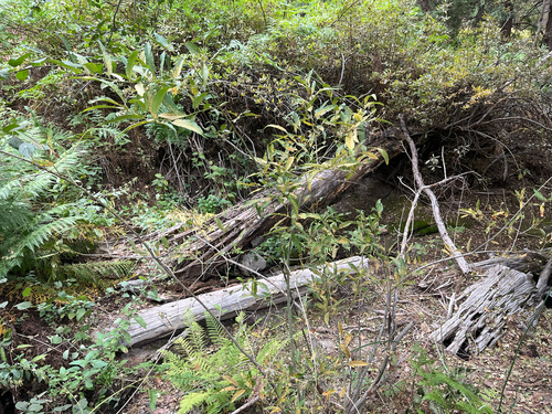 iNaturalist observation photo of Willows
