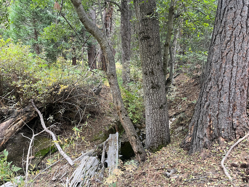 iNaturalist observation photo of oaks