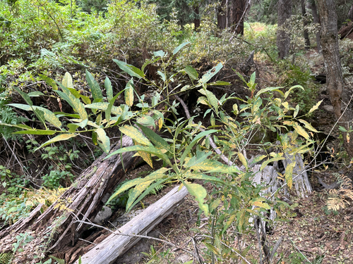 iNaturalist observation photo of Willows