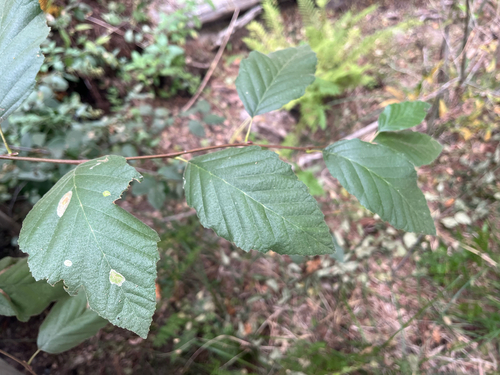iNaturalist observation photo