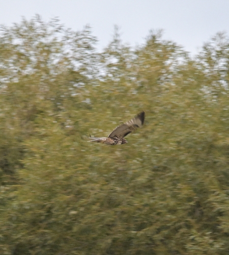 Red-tailed Hawk
