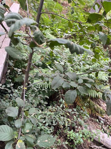 iNaturalist observation photo of white alder