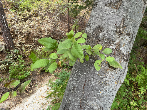 iNaturalist observation photo of white alder