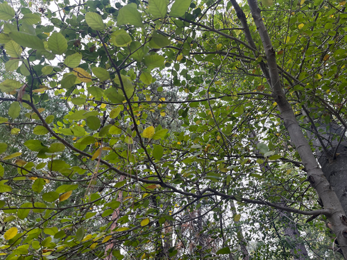 iNaturalist observation photo of white alder