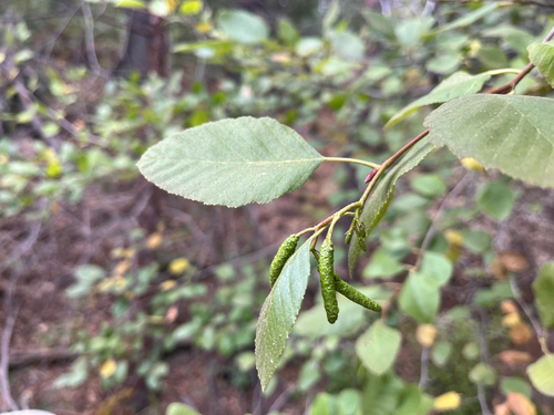 iNaturalist observation photo of white alder