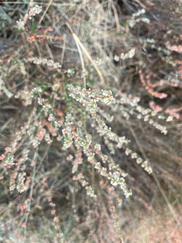 iNaturalist observation photo of wild buckwheats