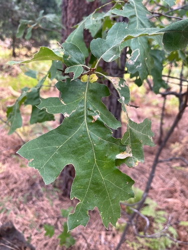 iNaturalist observation photo of California black oak