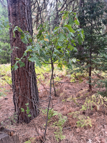 iNaturalist observation photo of California black oak