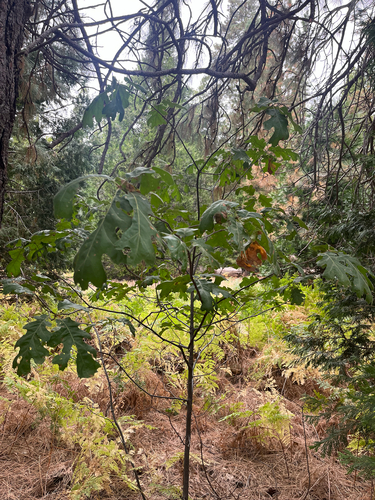 iNaturalist observation photo of California black oak