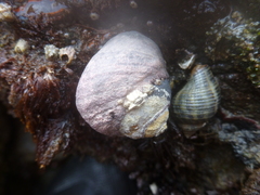 Acanthinucella