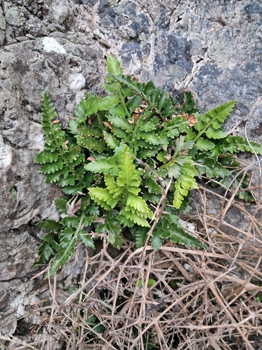 Asplenium appendiculatum observed 2026-10-15