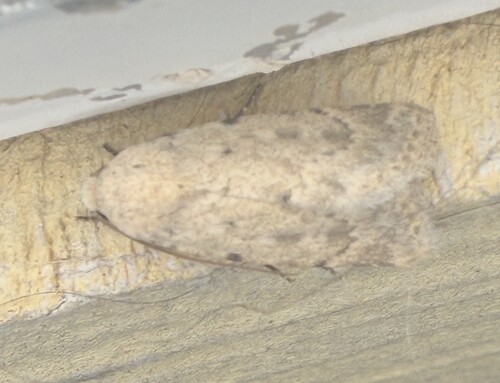 Leucocnemis perfundis