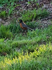 Turdus migratorius