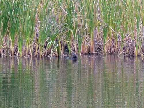 North American River Otter