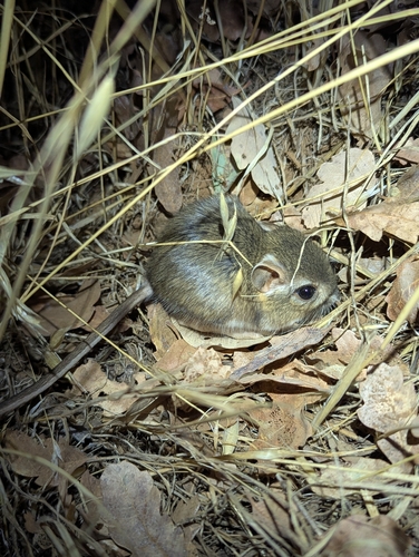 Dipodomys observed 2026-10-14