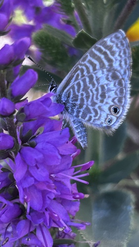 Marine Blue