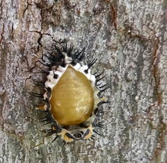 Axion plagiatum