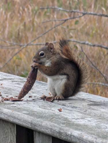 American Red Squirrel
