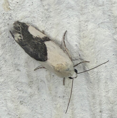 Ponometia cuta