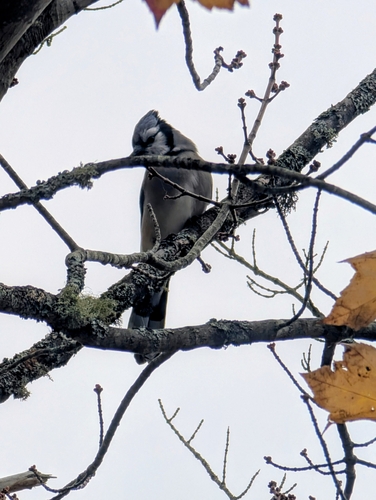 Blue Jay