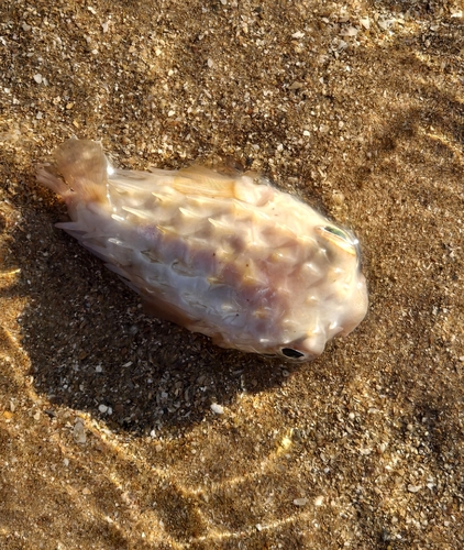 Cyclichthys orbicularis observed 2026-10-15