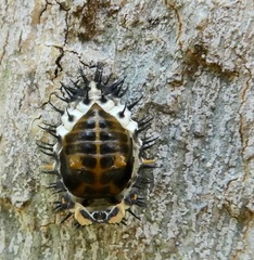 Axion plagiatum