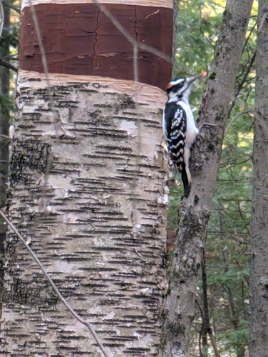 Hairy Woodpecker
