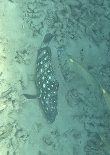 Epinephelus coeruleopunctatus observed 2026-10-15
