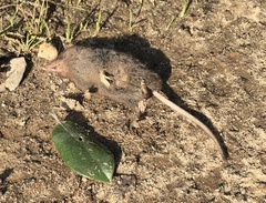 Sorex trowbridgii