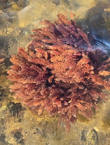 Asparagopsis taxiformis observed 2026-10-15