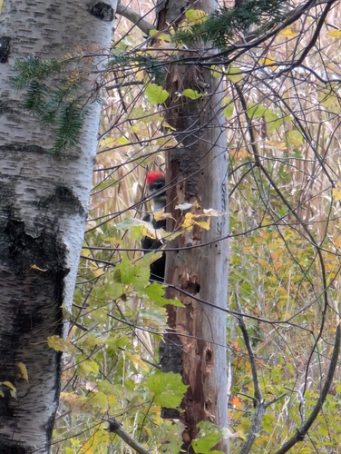 Pileated Woodpecker