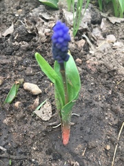 Muscari latifolium